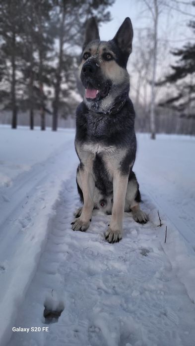 Ищим подружку для ВЕО!!!