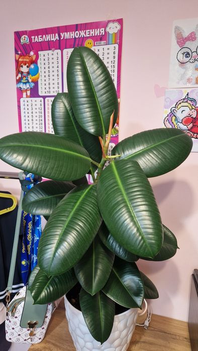 Продам фикус (высота 70см)