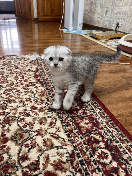 НЕ ДОРОГО продаются породистые котята