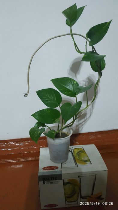 Эпипремнум перистый(золотистый)