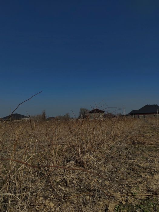 Рассада малина сорт красная шапочка сладкий