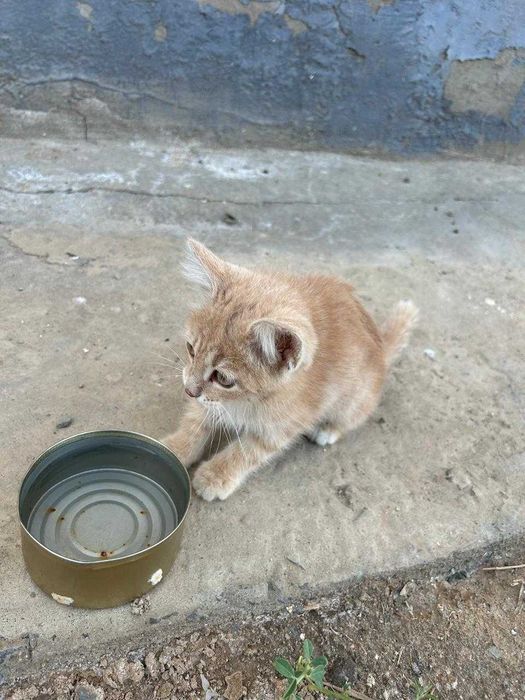 котенок в добрые руки