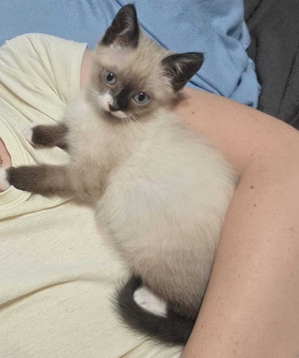 Se ofera catre adoptie pui de pisica siameza
