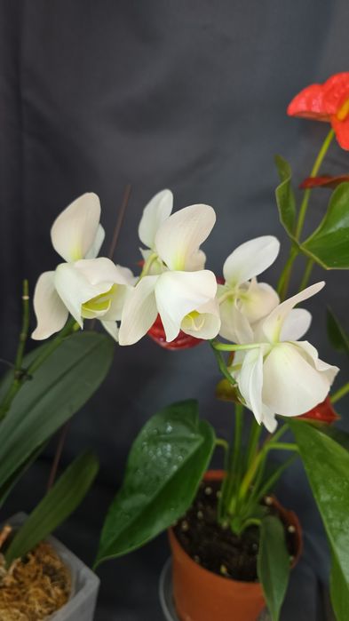 Сортовая орхидея