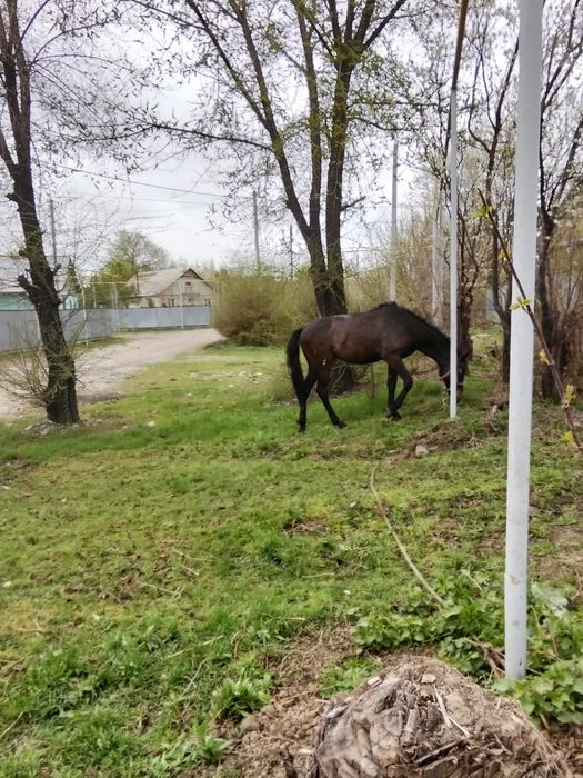 Кунан шгар сатылады
