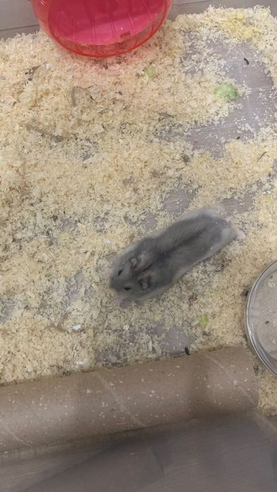 Продам хомяка (джунгарский)