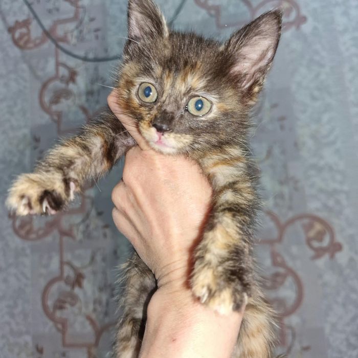 В ответсвенные руки котята
