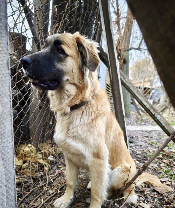 Крупная рыжая девочка — подойдет для охраны