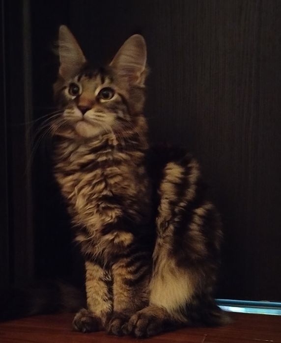 Fetița, rasa pura Maine Coon