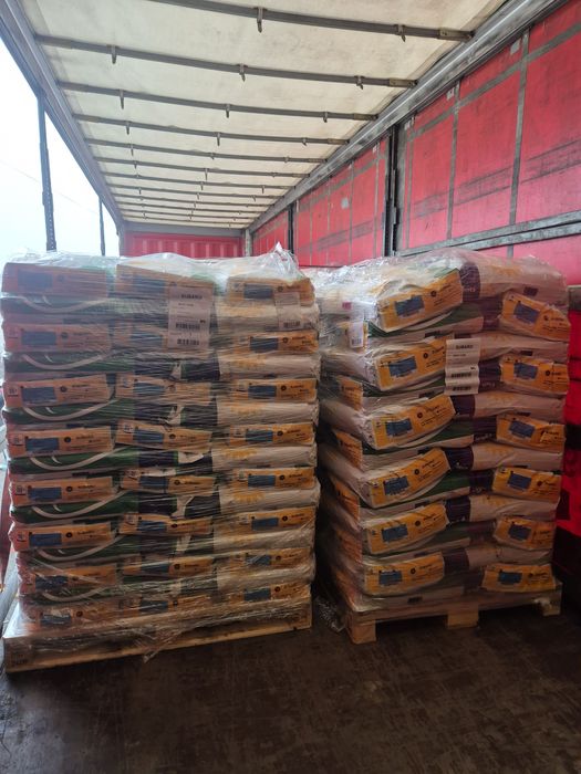 Sămânță de floarea soarelui Syngenta