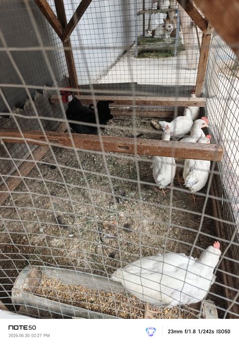 Zotliy zotsiz tovuq xoʻrozla bor sotiladi