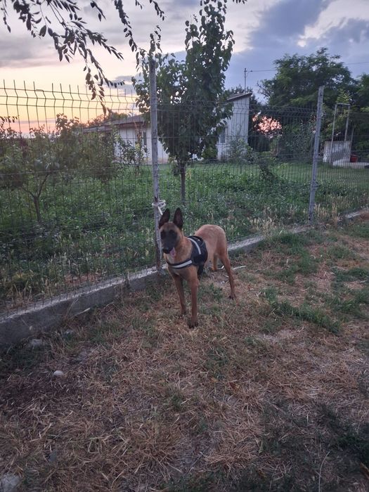 Femela de malinois!