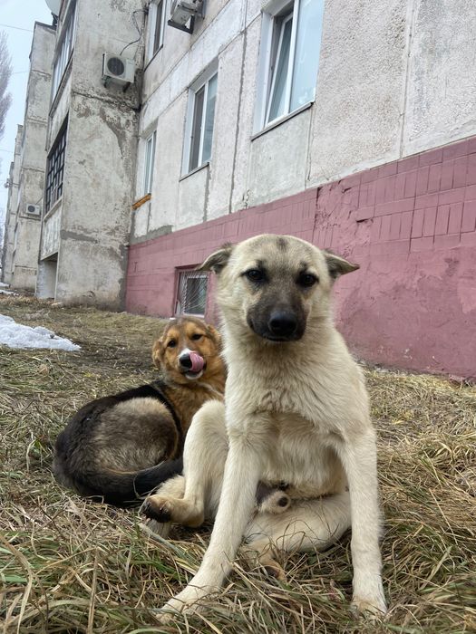 Волчок и Малышка