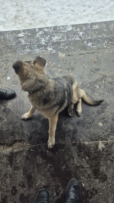 Срочно отдам собаку