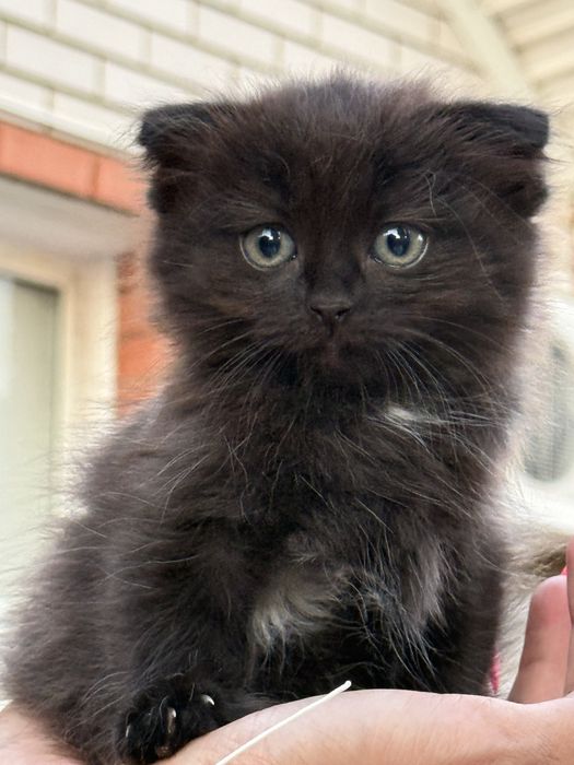 Отдадим котят вислоухих