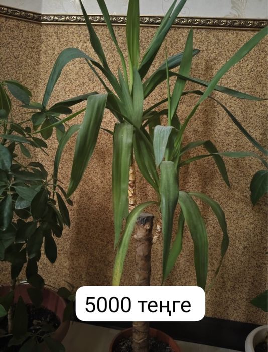 Домашние цветы / По хорошей цене