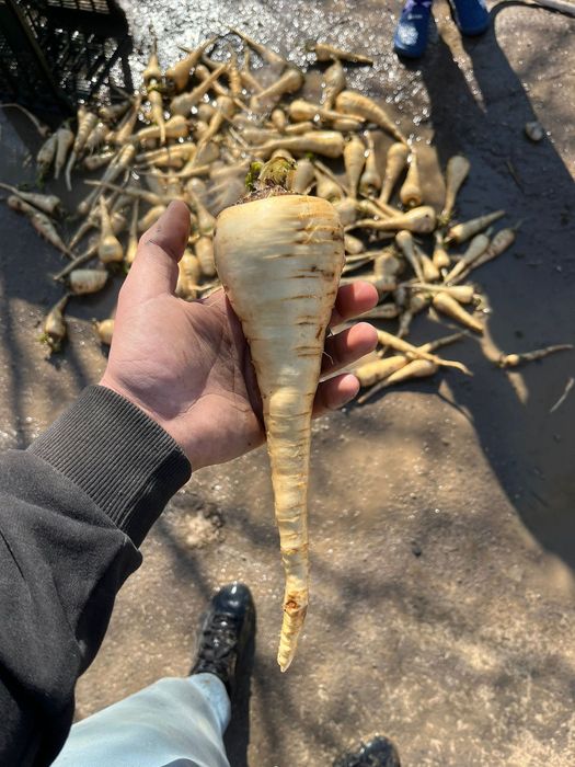 De vânzare păstârnac 3 lei kg  detalii la telefon nu deranjați inutil