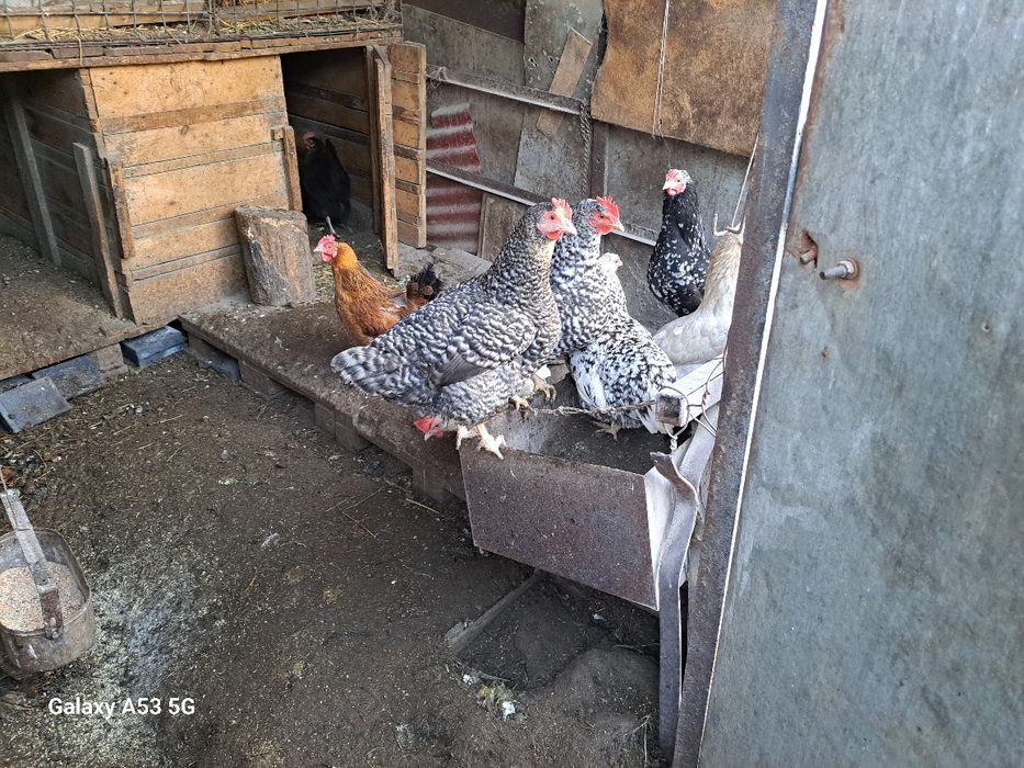 Кур и петухов продам