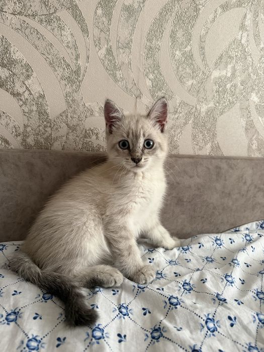 Отдам в добрые руки