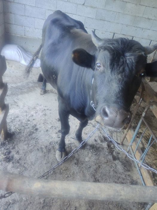 Бука сотилади 27 млн су́м