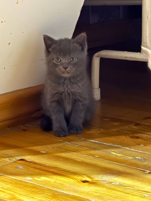 Продается котята от правильной вязки,цена договорная я