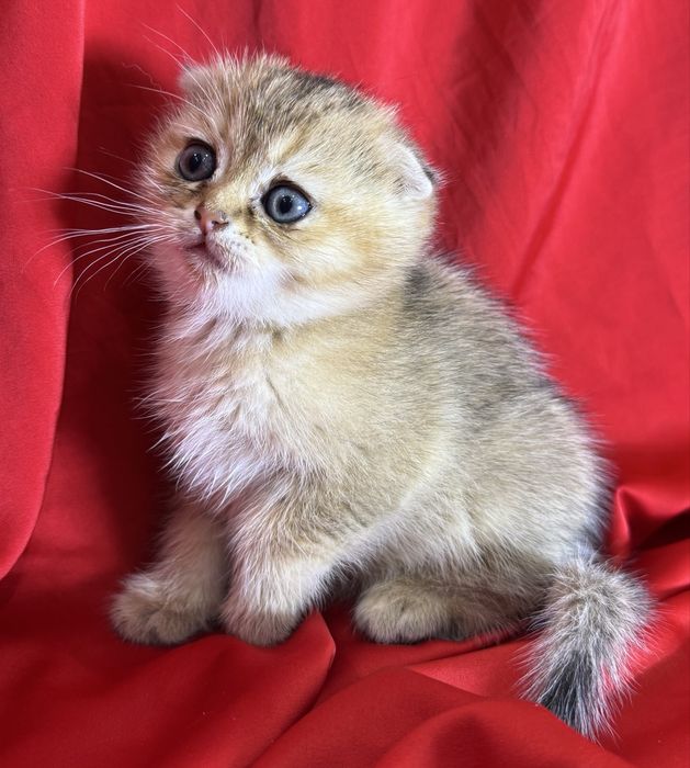 Продаётся котёнок золотой шиншиллы