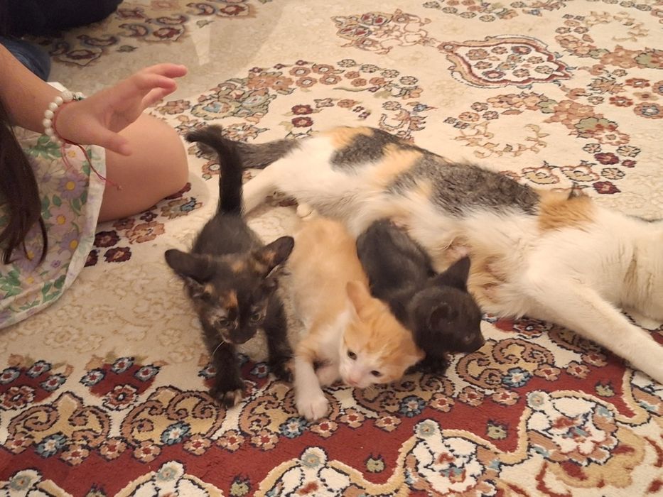 Тегін мысықтар үшеу