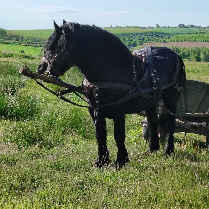 De vânzare armăsar linia Fitero