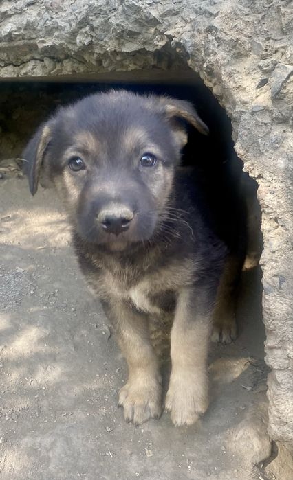 Отдам щенков помесь овчарки, 2 мес