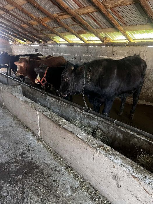 Vând 8 vitei la kg 20 lei