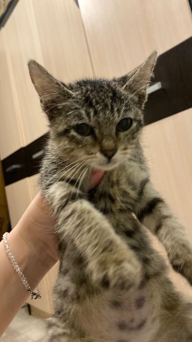 Котенок маленький мальчик