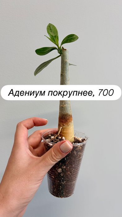 Адениум, спатифиллум, фикус, циперус