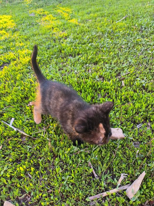 Отдам котенка бесплатно