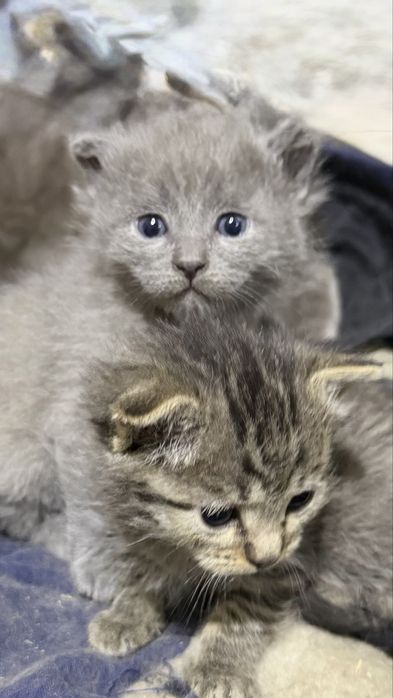 Котята-девочки 1,5 месяца в добрые руки