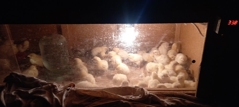 Бролер балапандары сатылады