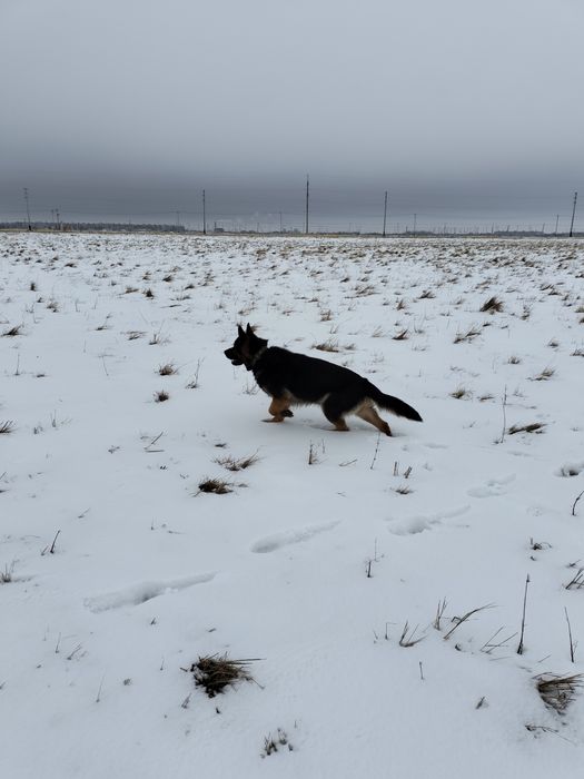Кобель Немецкой овчарки для вязки
