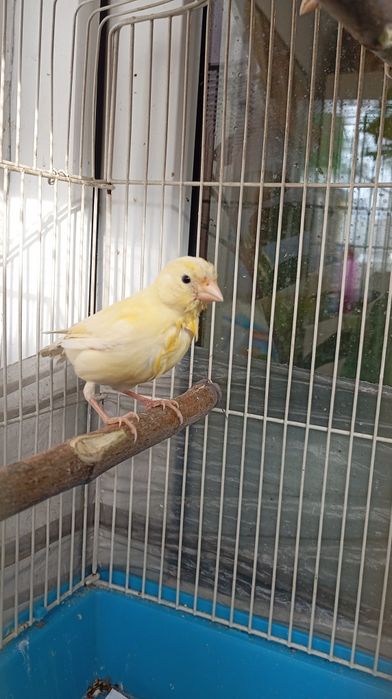 Продам Канарейку
