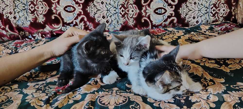 Жаксы колларга бир айлык пышык берилади бесплатно