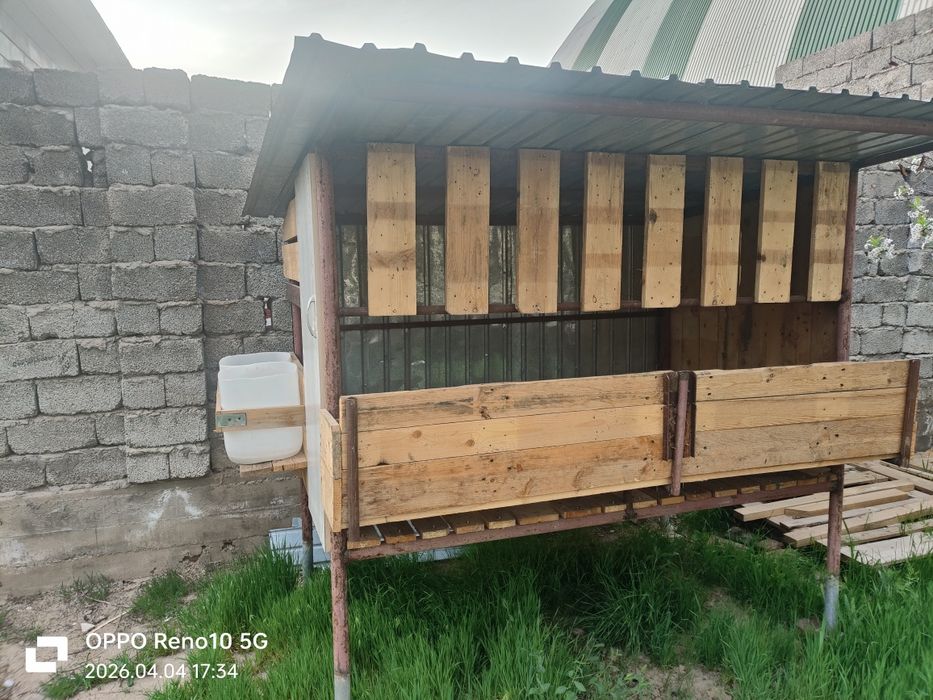 Қора Қошқар бордақылайтын