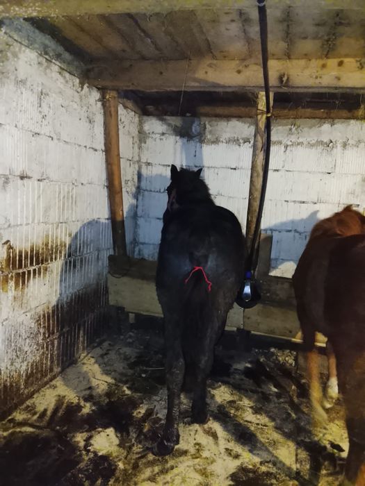 Vând mânze de 5 luni