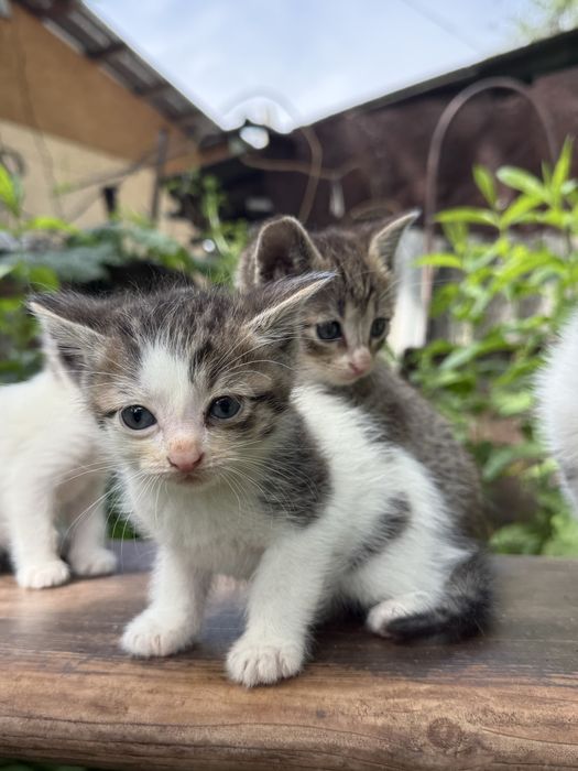 Отдам котят в хорошие руки