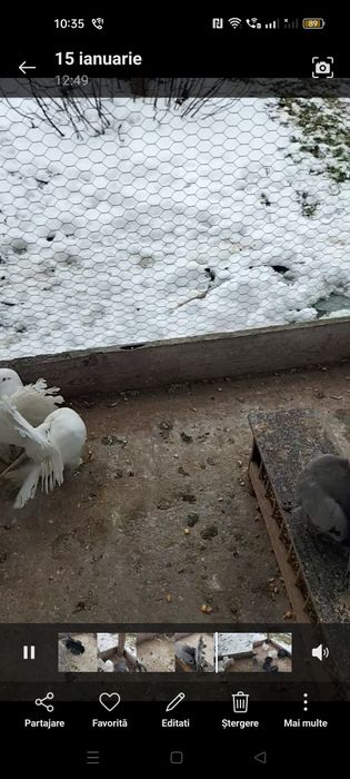 Vând sau schimb porumbei voltati