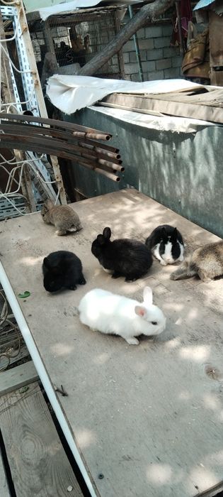 Karlik quyon sotiladi