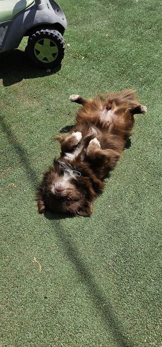 Ищем мужчину для вязки.