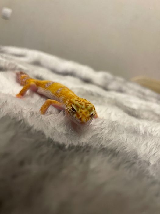 Продам ручных эублефаров