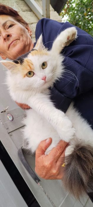 Кошка стерилизованная