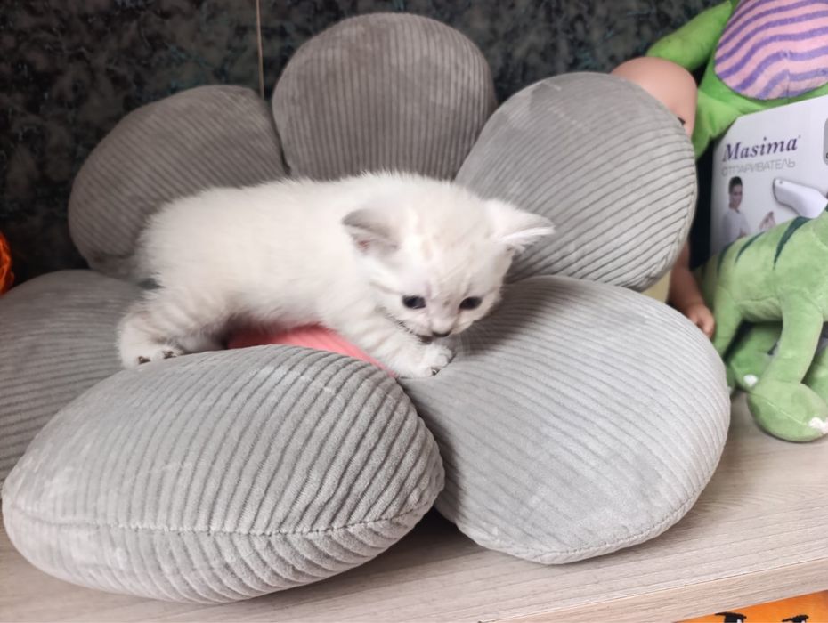 Продам котят породистых