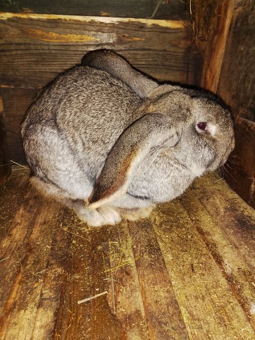 Vând iepuri urias si fluture