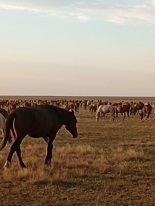 Мінгі төзімді аттар сатылады.