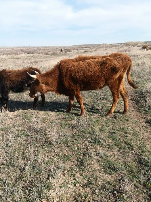 Бұзаулы сиыр 4жасар